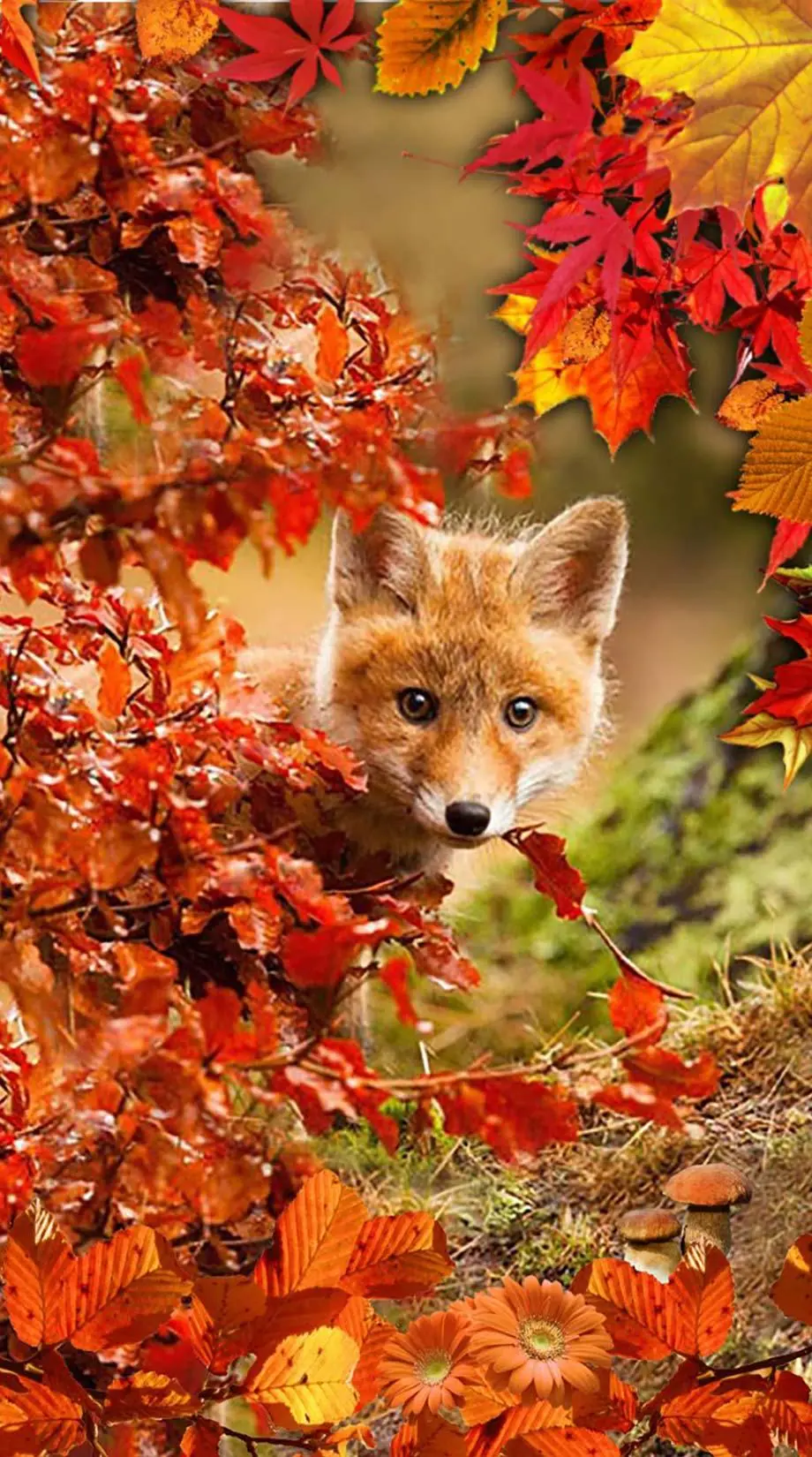 Autumn Iphone Cool Beautiful Background