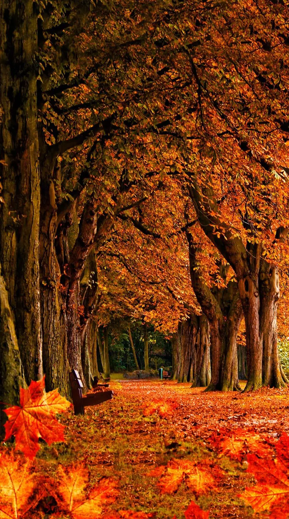 Autumn Lock Screen New Perfect Background picture