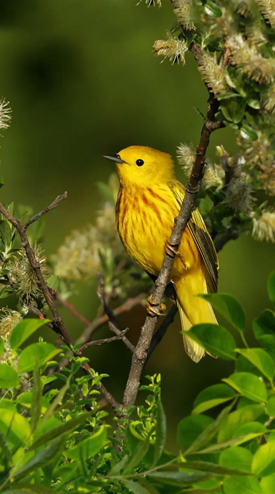 Birds Floral Stylish Awesome Background