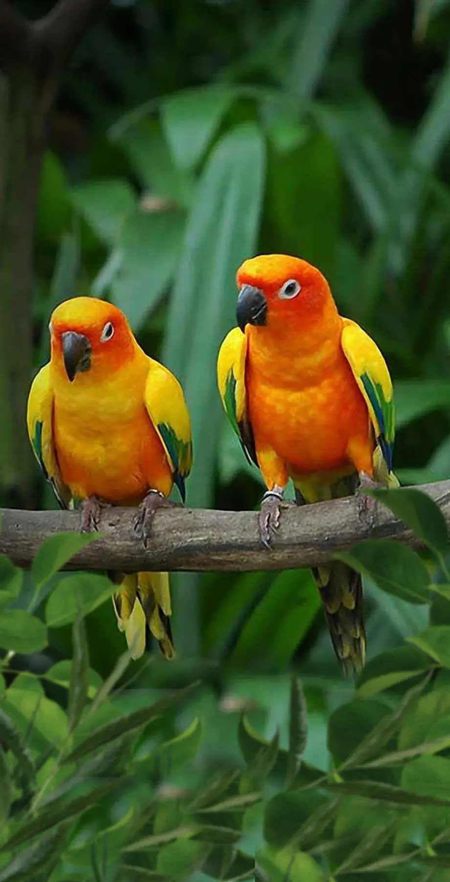 Birds Parrot Pretty Perfect Background