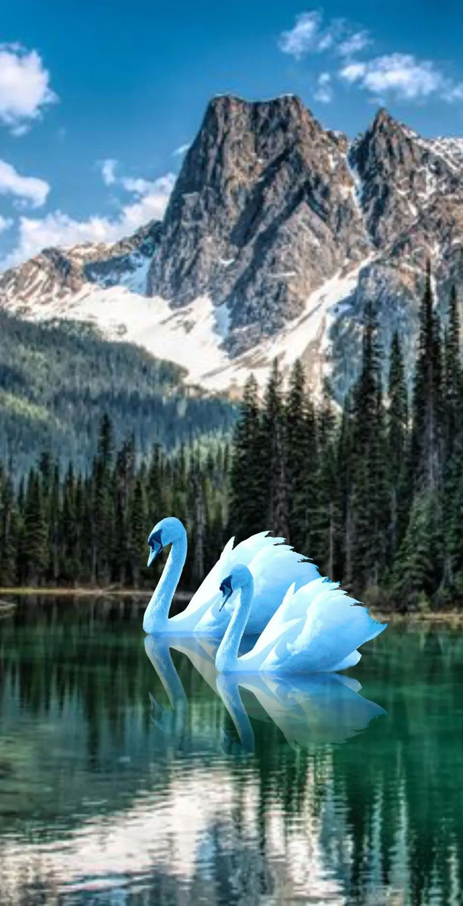 Birds Swans Tropical Top Background Digital background, iphone background, i Phone 15 Pro wallpaper background, i Phone 13 wallpaper, Galaxy A34 wallpaper background, Galaxy A34 wallpaper background, ZTE wallpaper background, for desktop, for PC, for computer