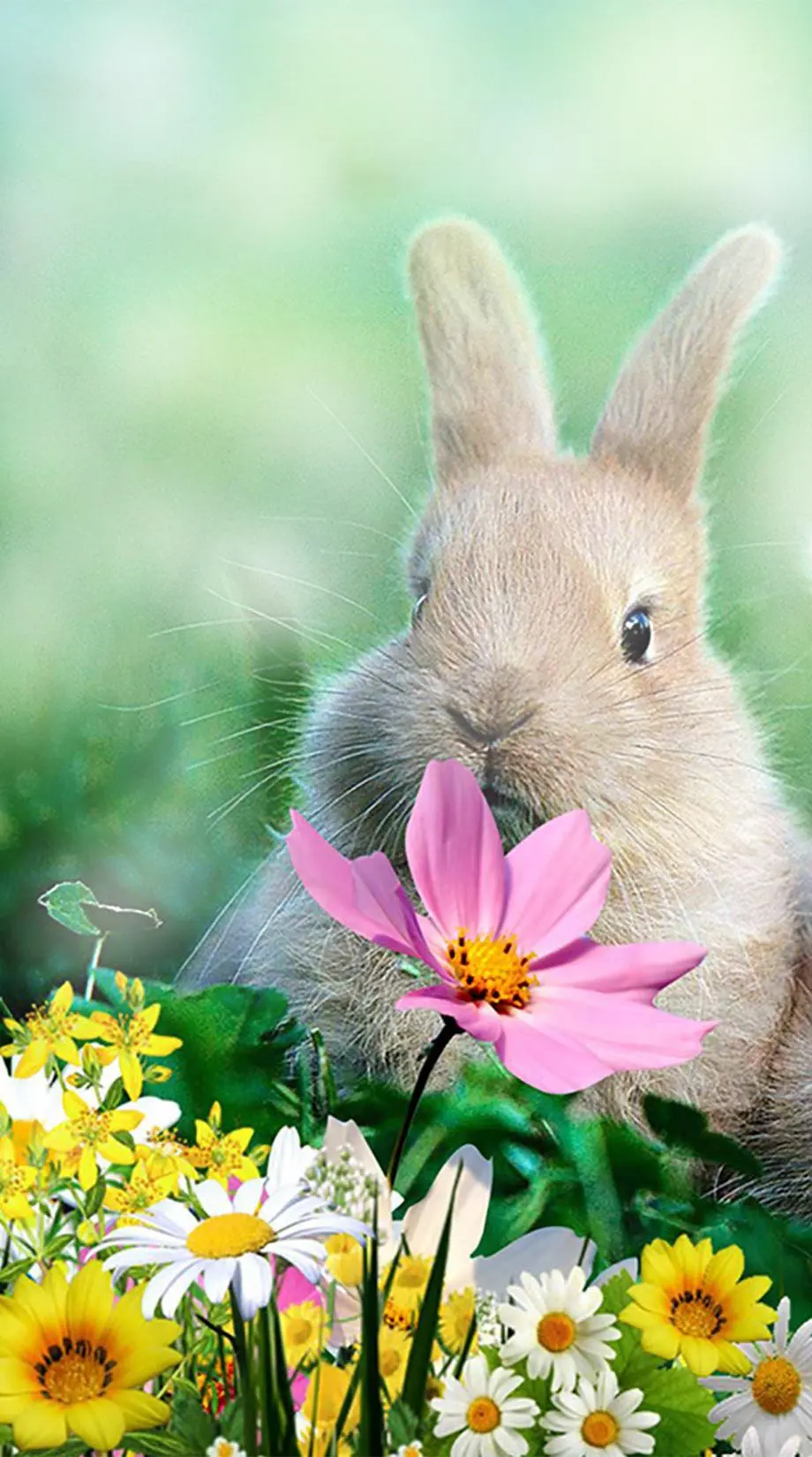 Bunny Android Best Beautiful Wallpaper background