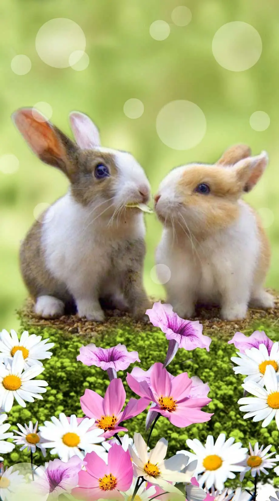 Bunny Cute Aesthetic Perfect Wallpaper