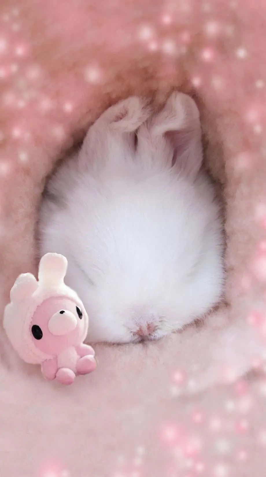 Bunny Screen Saver New Wonderful Background