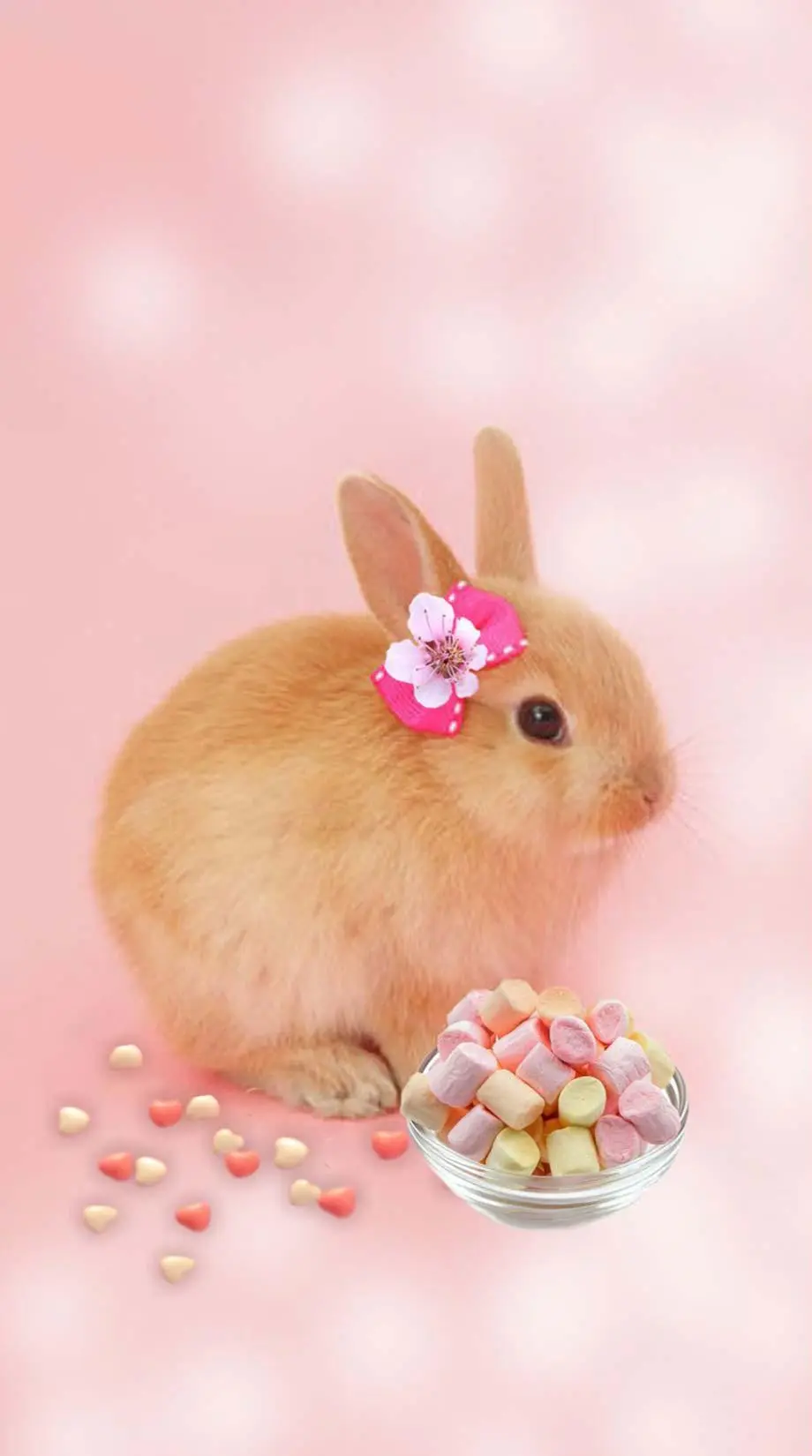 Bunny Screen Saver Nise Top Background