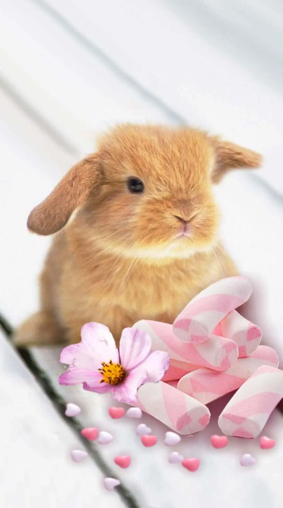 Bunny Screen Saver Original Awesome Background idea