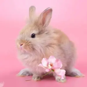 Bunny