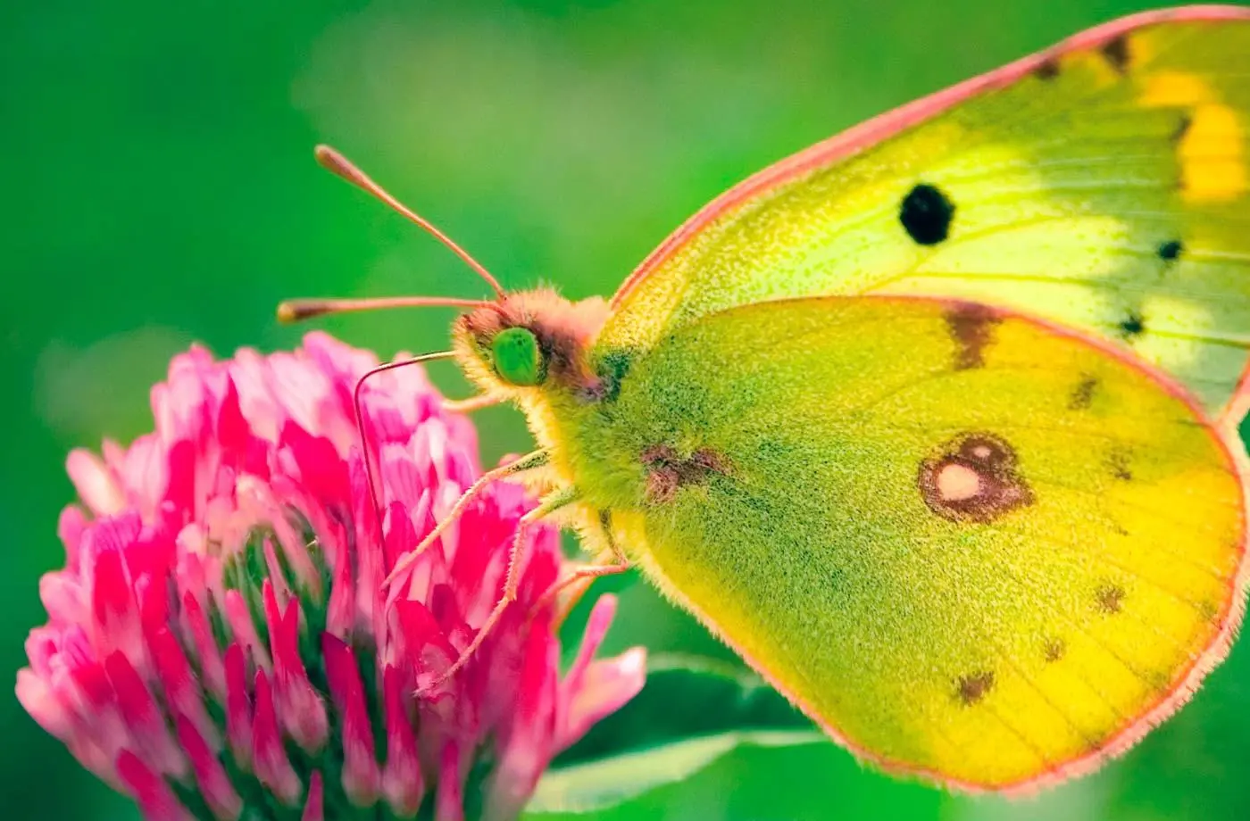 Butterflies Desktop Thicket Awesome Wallpaper picture