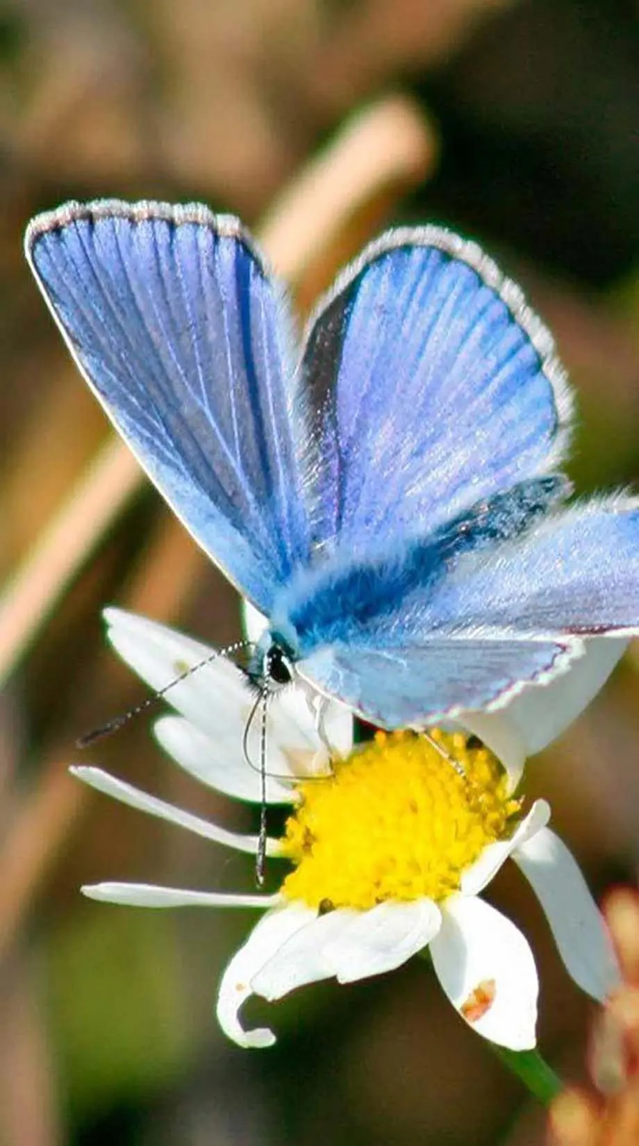 Butterflies Floral Aesthetic Beautiful Background picture