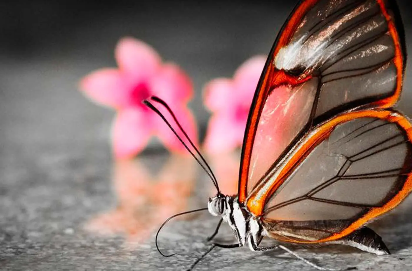 Butterflies PC Beautiful Awesome Wallpaper background