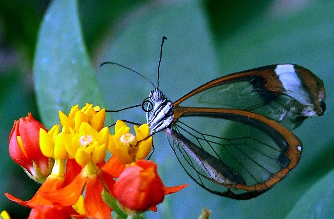 Butterflies PC Exotic Perfect Wallpaper background