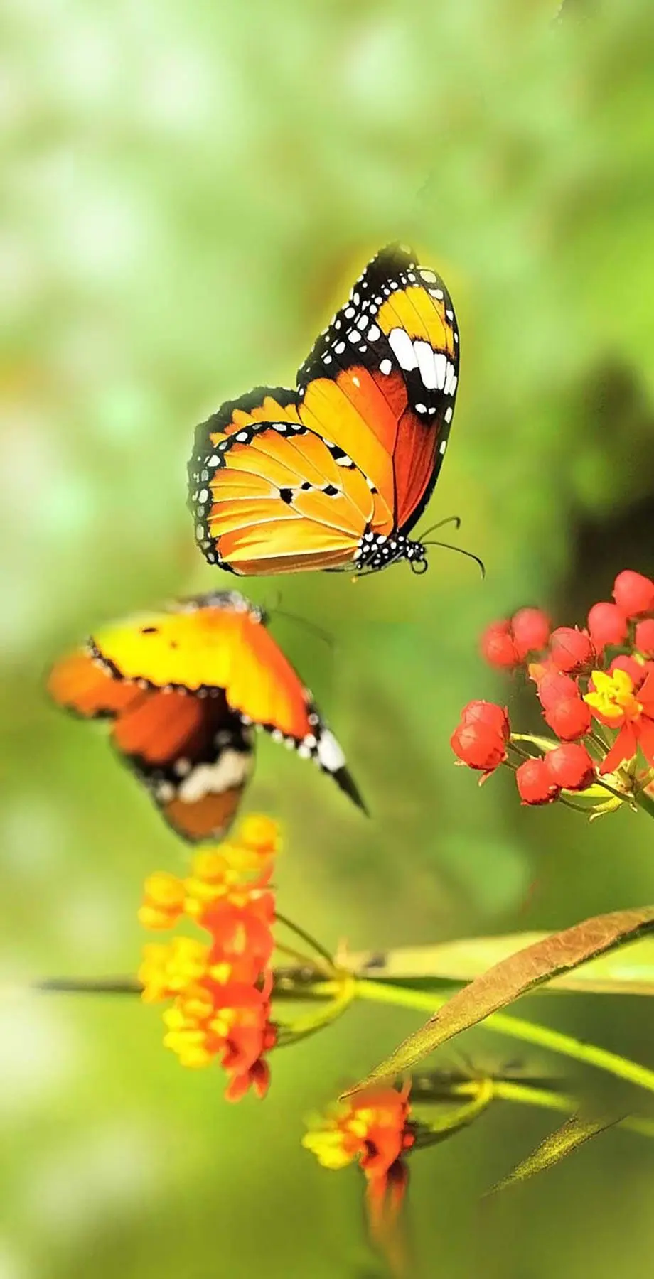 Butterflies Summer Elegant Cool Wallpaper background