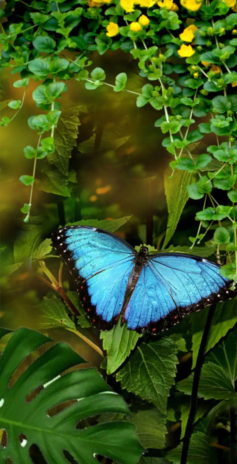 Butterflies Tropical Exotical Awesome Background