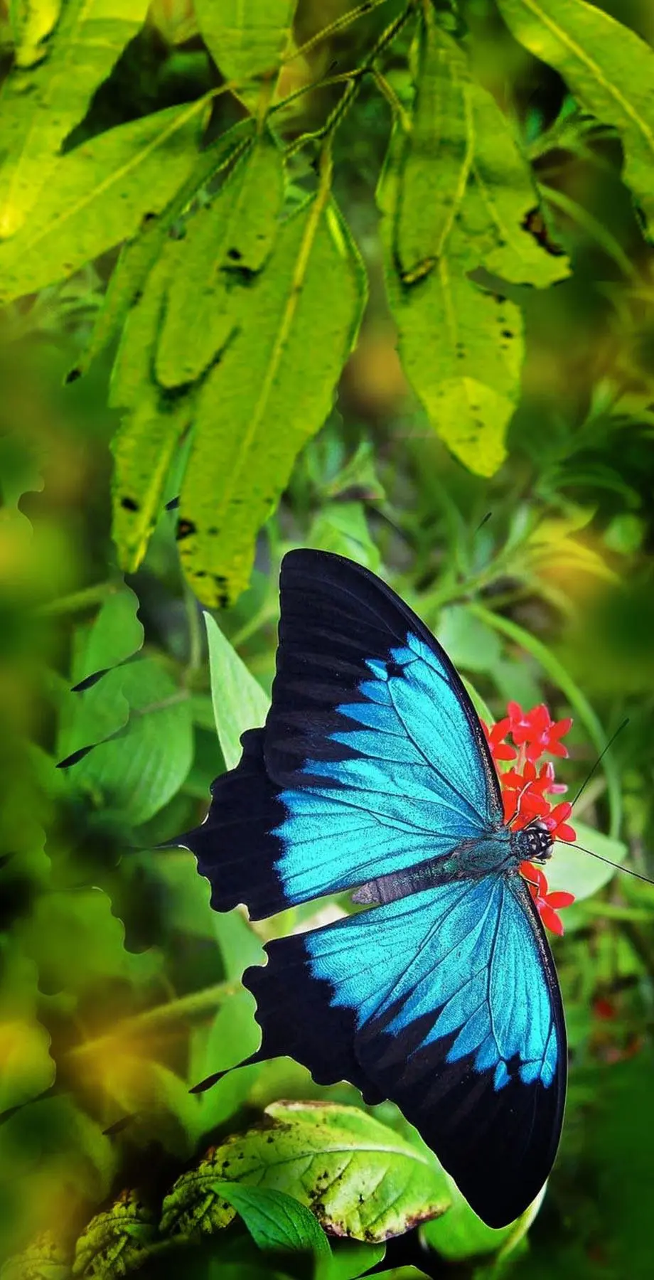 Butterflies Tropical Floral Awesome Background