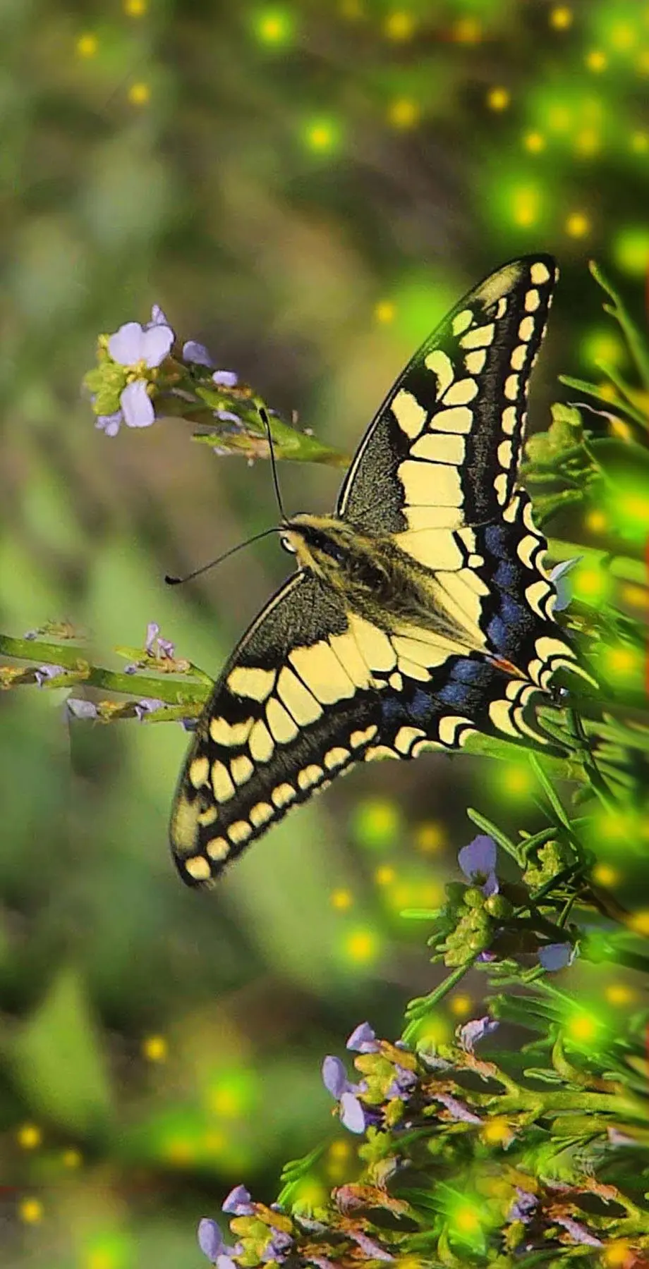 Butterflies Tropical Floral Cute Wallpaper