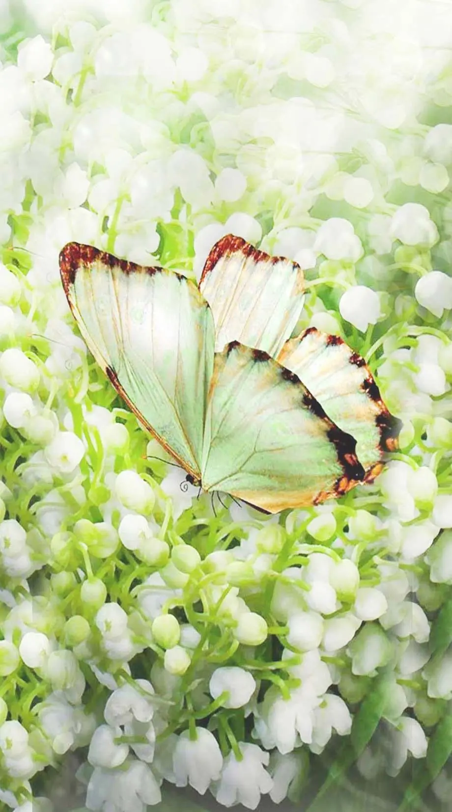 Butterfly Floral Tender Amazing Wallpaper Screen image, phone background, i Phone x wallpaper, i Phone 11 wallpaper, Samsung Galaxy wallpaper background, Samsung Galaxy wallpaper background, HONOR wallpaper background, for desktop, for PC, for computer