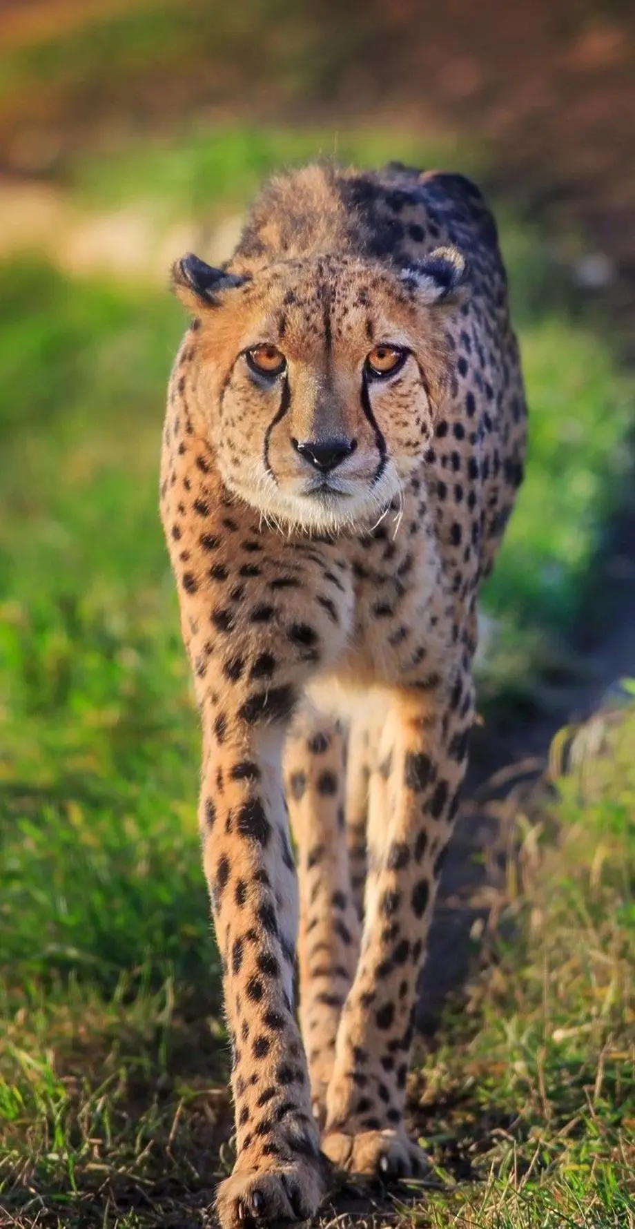 Cheetah Preppy Nature Cool Wallpaper