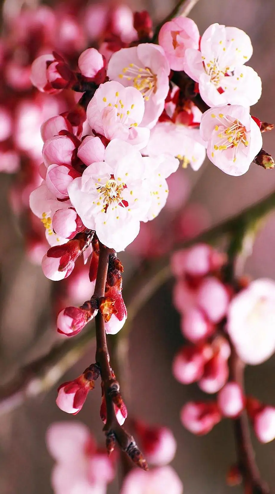 Cherry Blossoms Delicate Wonderful Wallpaper background