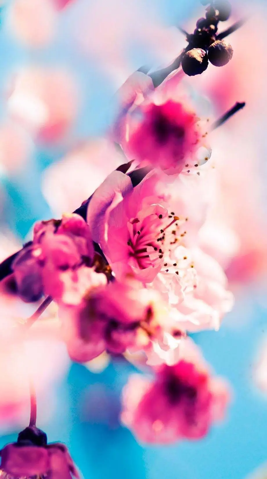 Cherry Blossoms Japan Cool Background