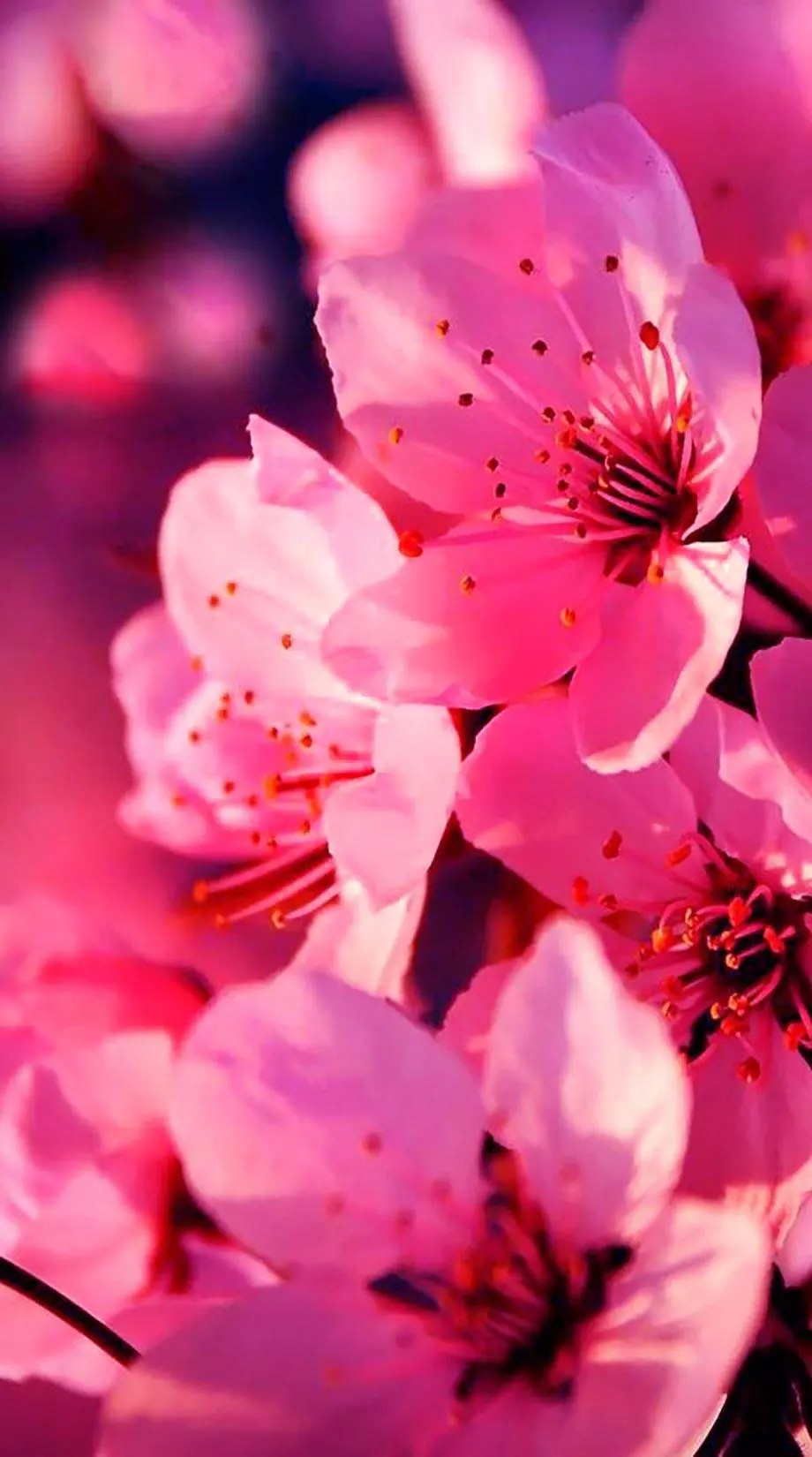 Cherry Sakura Pretty Top Wallpaper background