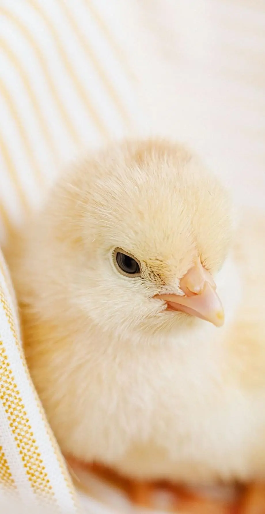 Chicken Funny Collection Wonderful Wallpaper background Wallpaper, phone wallpaper, iphone 6 plus wallpaper background, i Phone 15 Pro wallpaper background, Galaxy A15 5G wallpaper background, Samsung galaxy s8 wallpaper background, ZTE wallpaper background, for desktop, for PC, for computer