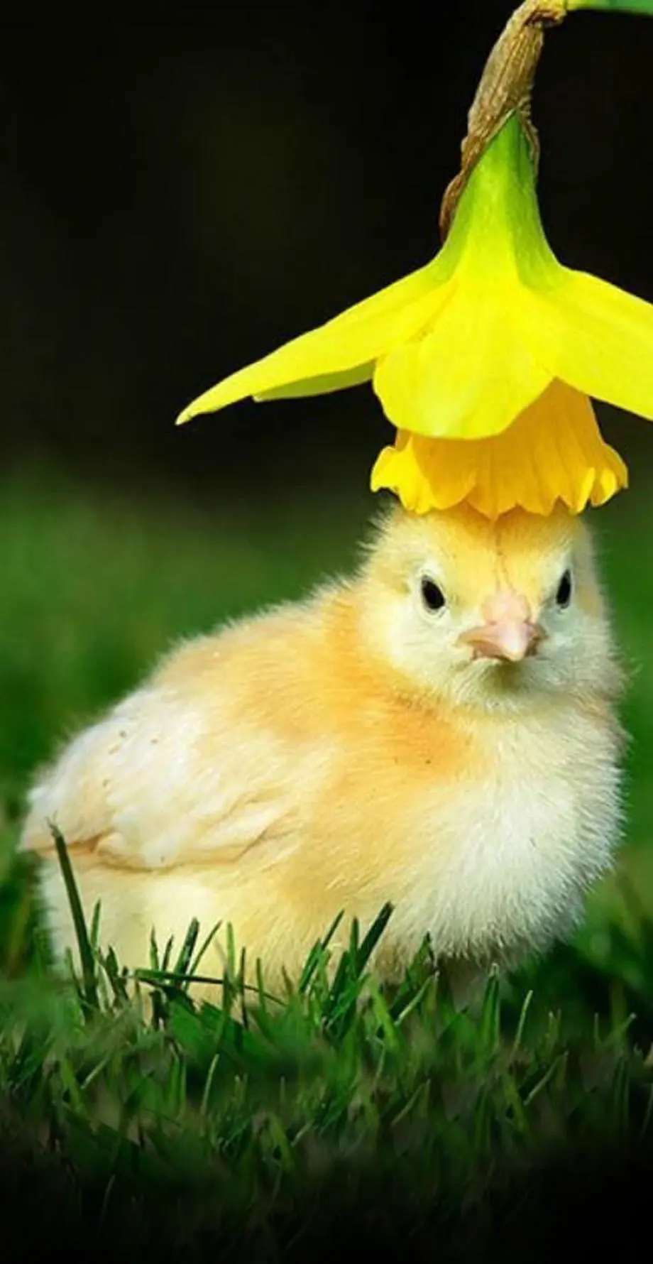 Chicken Funny Flowers Amazing Wallpaper