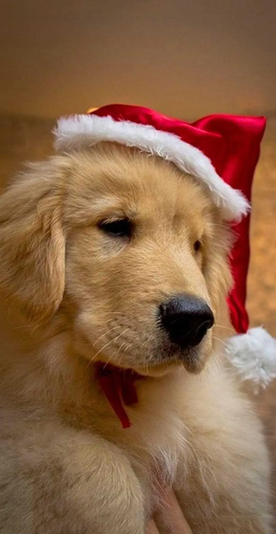 Cristmas Doggo Funny Cute Background