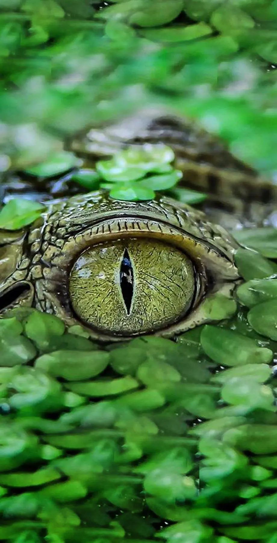 Croco Jungles Photo Amazing Background idea Wallpaper, phone wallpaper background, i Phone 14 pro max  wallpaper, iphone 6 plus wallpaper background, Samsung galaxy s4 wallpaper background, Galaxy A15 5G wallpaper background, LENOVO wallpaper background, for desktop, for PC, for computer