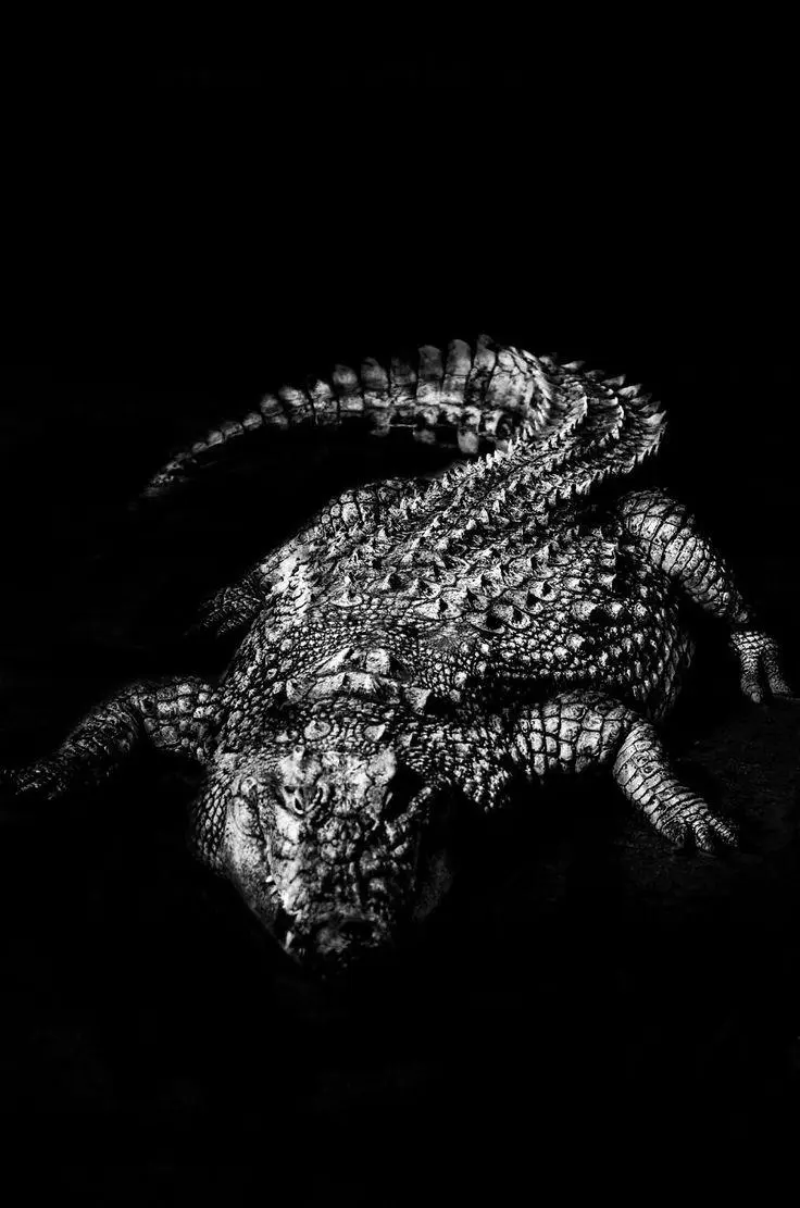 Crocodiles Black Croco Excellent Wallpaper