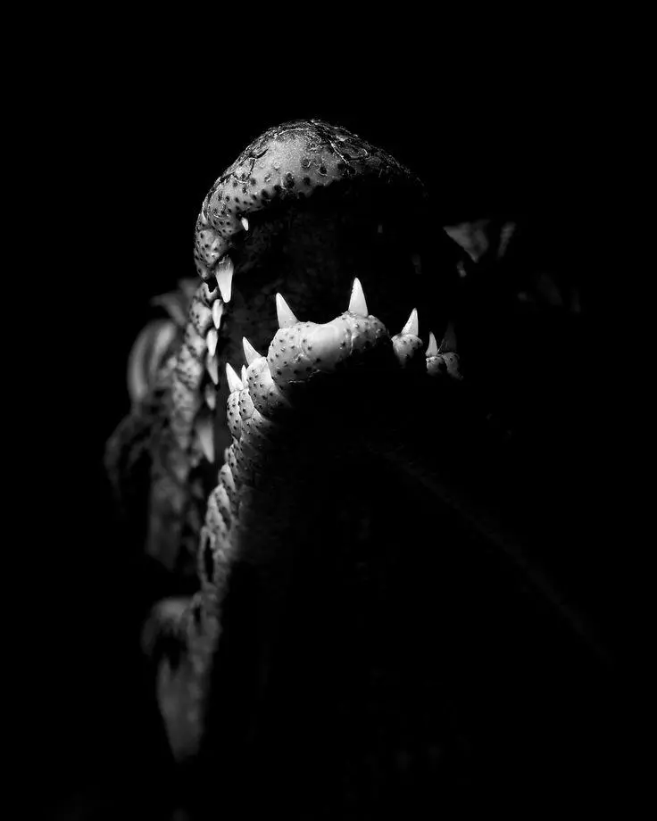 Crocodiles Black Elegant Top Background