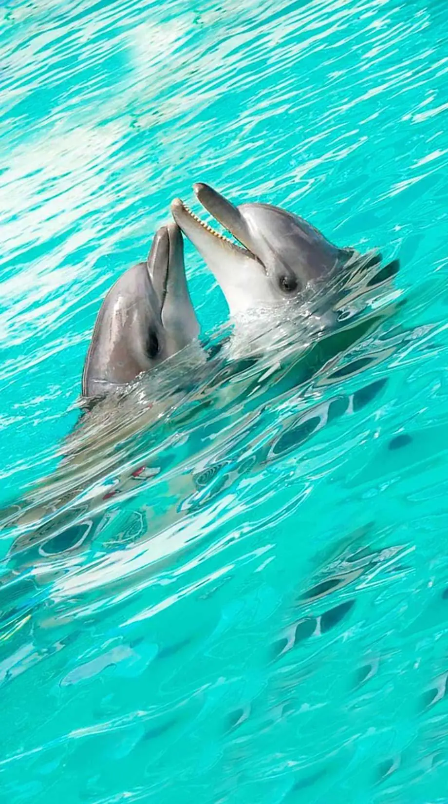 Cute Dolphins Friendly Amazing Wallpaper background Digital wallpaper, phone wallpaper, i Phone 12 wallpaper, i Phone 10 wallpaper, Samsung Galaxy wallpaper background, Samsung galaxy s22 ultra wallpaper background, ONEPLUS wallpaper background, for desktop, for PC, for computer