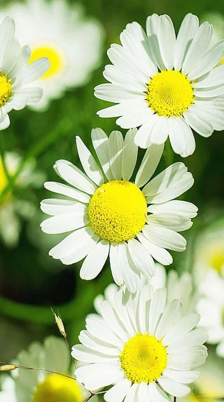 Daisy Camomiles Cute Excellent Background