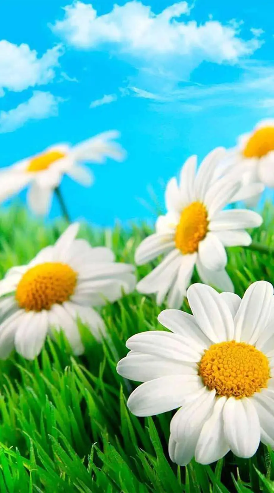 Daisy Camomiles Summer Wonderful Wallpaper