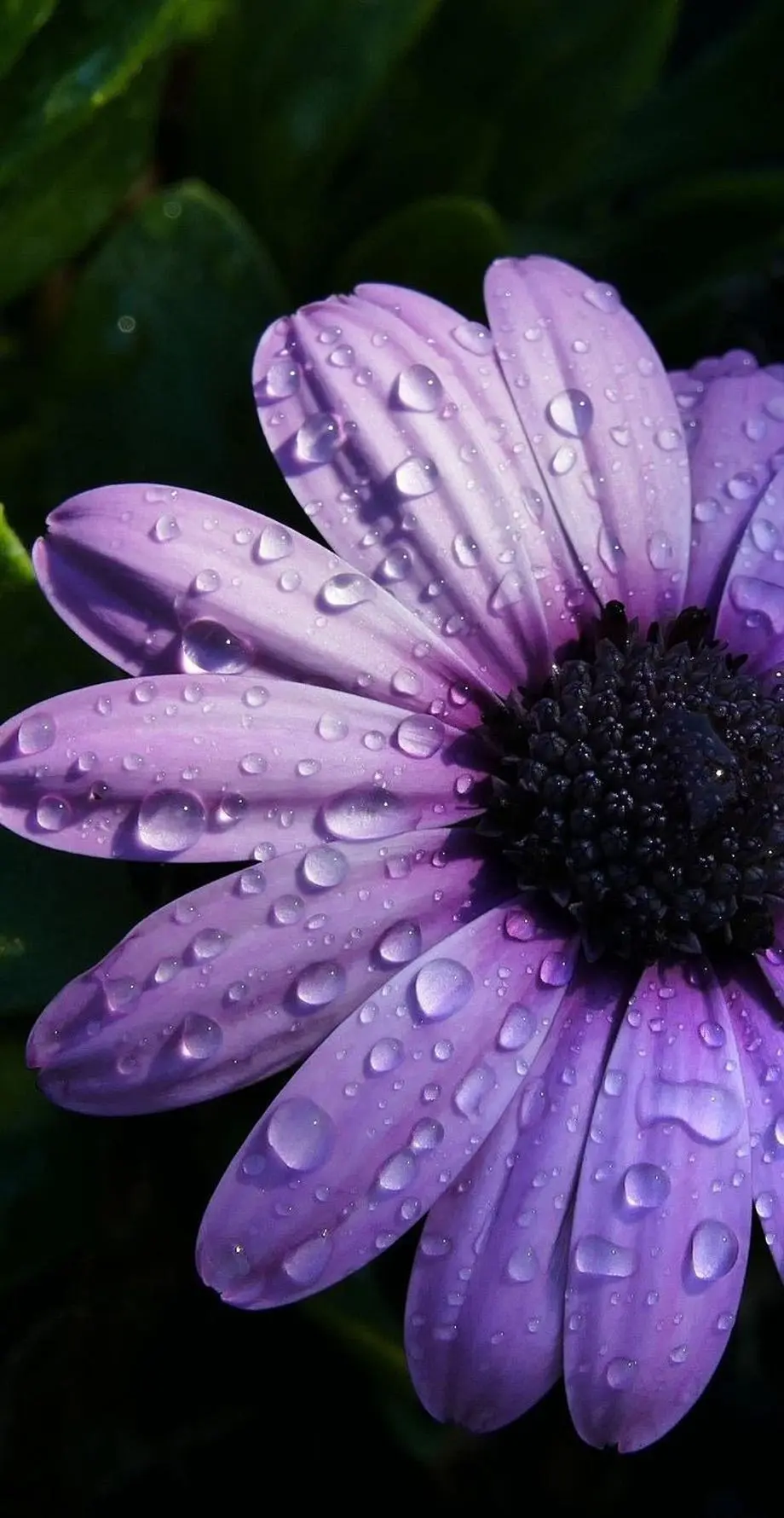 Daisy Flower Nice Background Digital background, phone wallpaper background, i Phone 12 wallpaper, i Phone 10 wallpaper, Samsung galaxy s8 wallpaper background, Galaxy A34 wallpaper background, ZTE wallpaper background, for desktop, for PC, for computer
