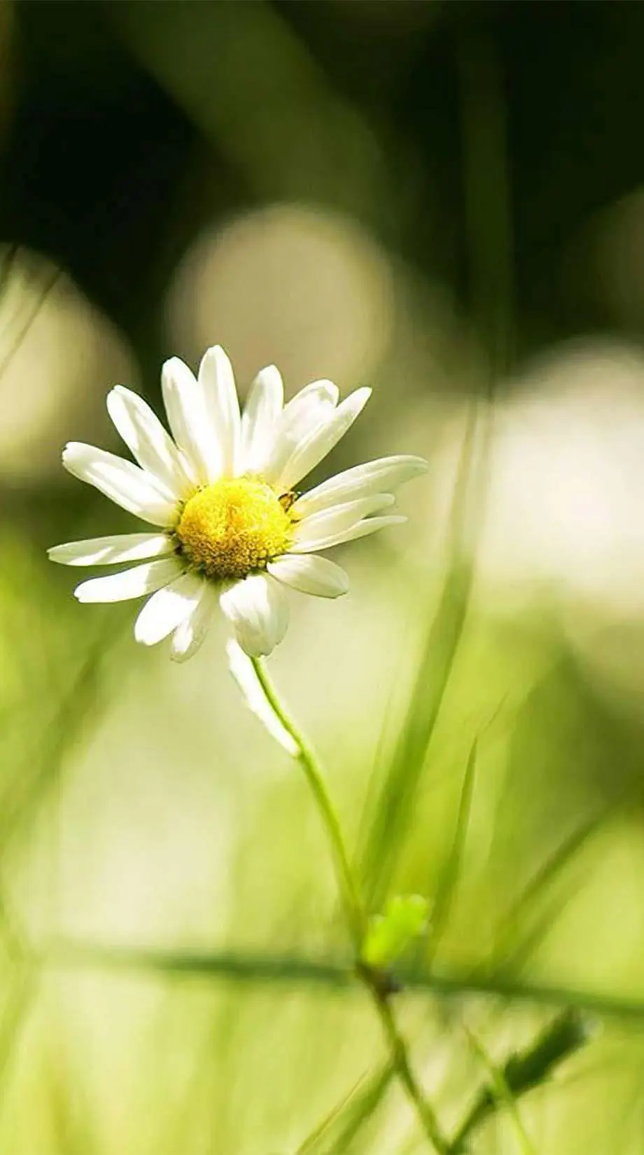 Daisy Flowers Tender Excellent Wallpaper idea