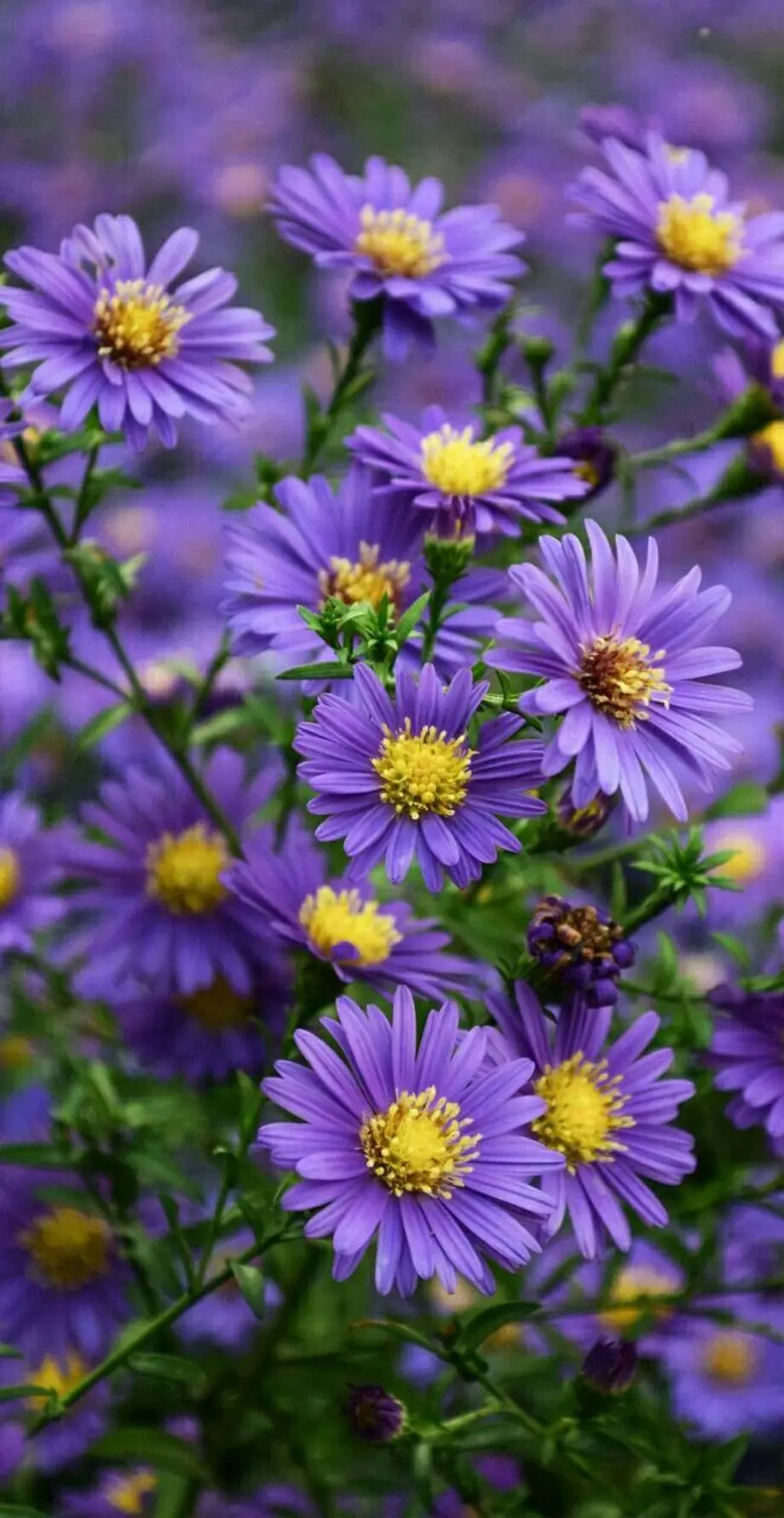 Daisy Purple Wild Beautiful Background idea