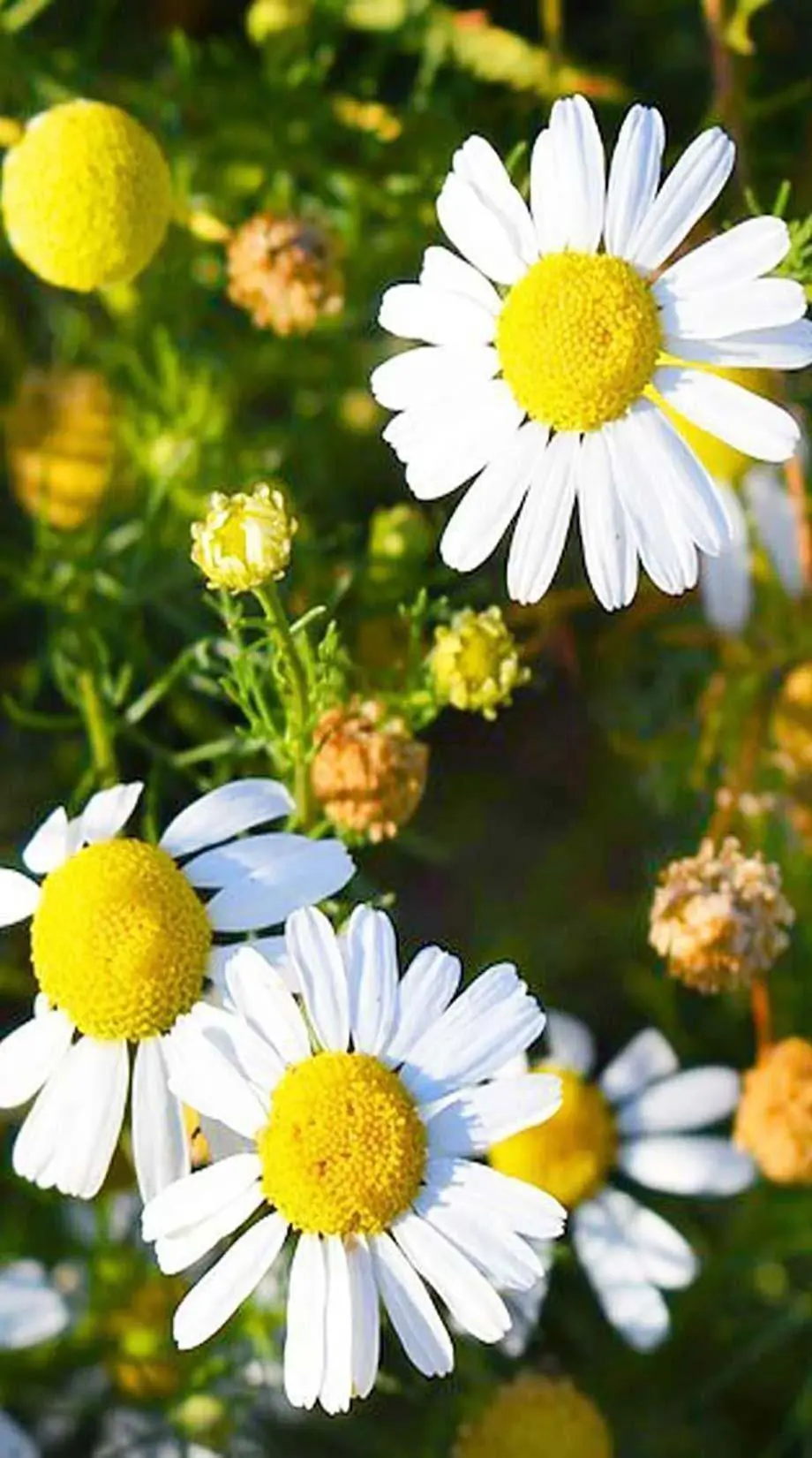 Daisy Summer Cute Perfect Background picture