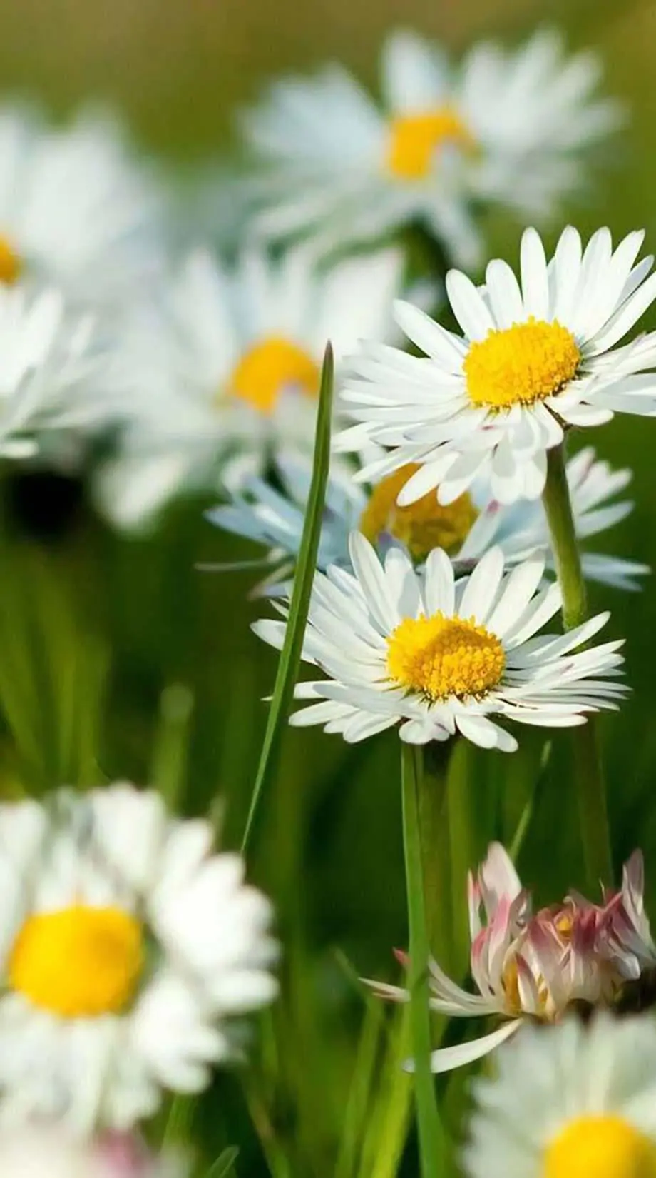 Daisy Summer Gentle Awesome Wallpaper background