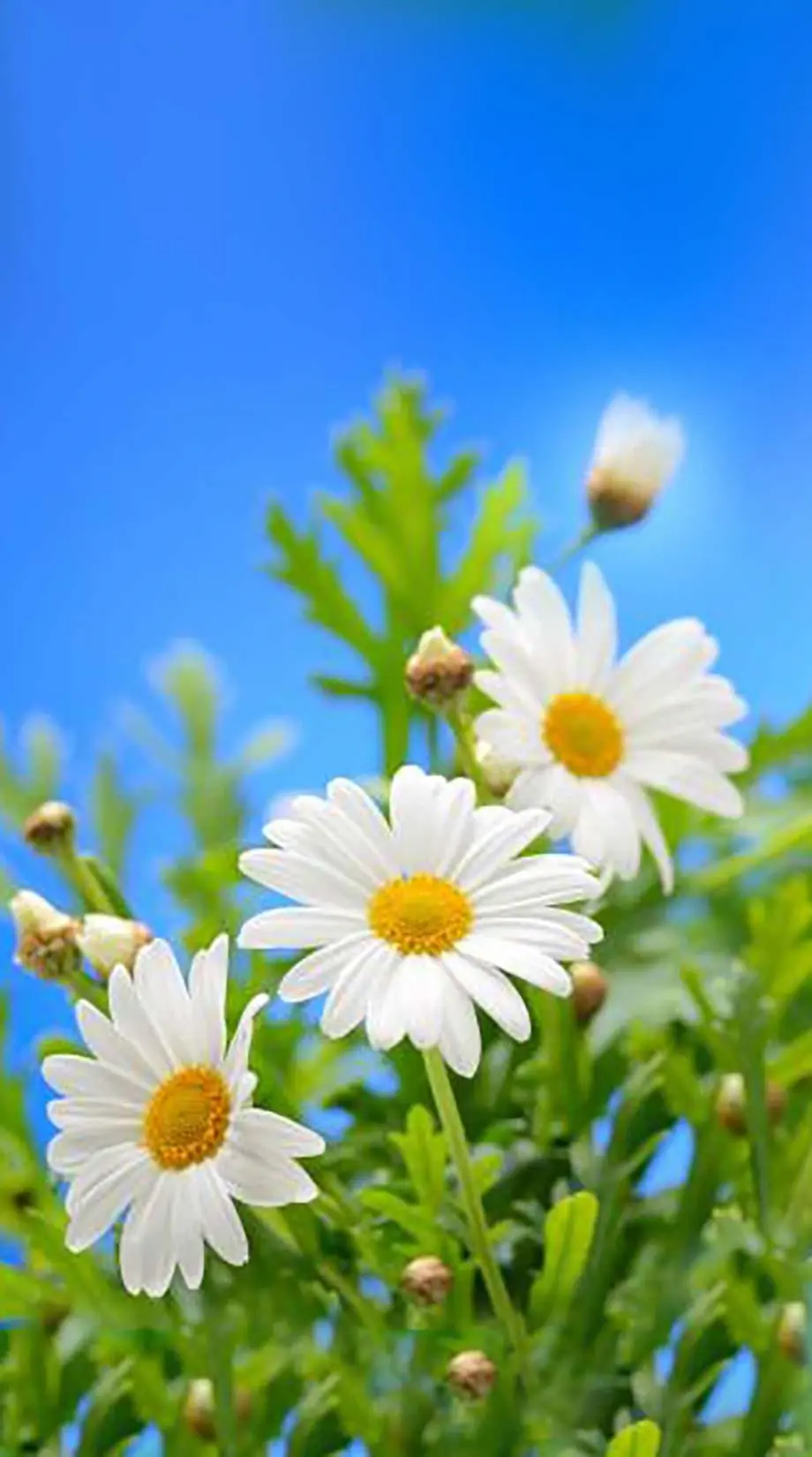 Dasies Camomiles Elegant Beautiful Wallpaper picture