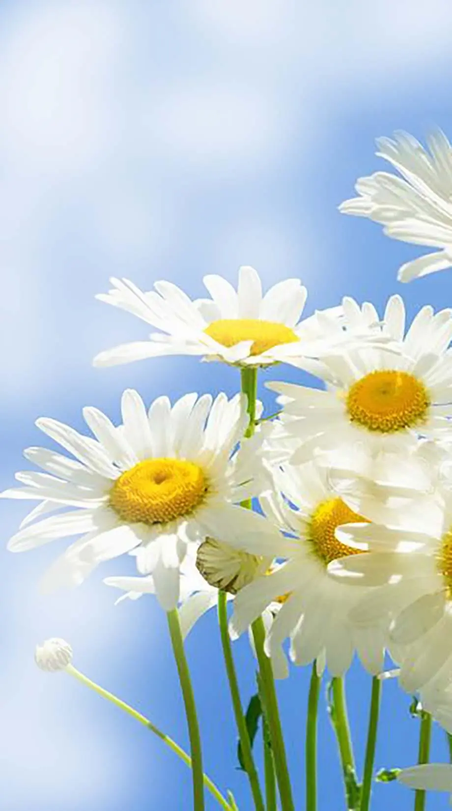 Dasies Camomiles Stylish Excellent Background picture