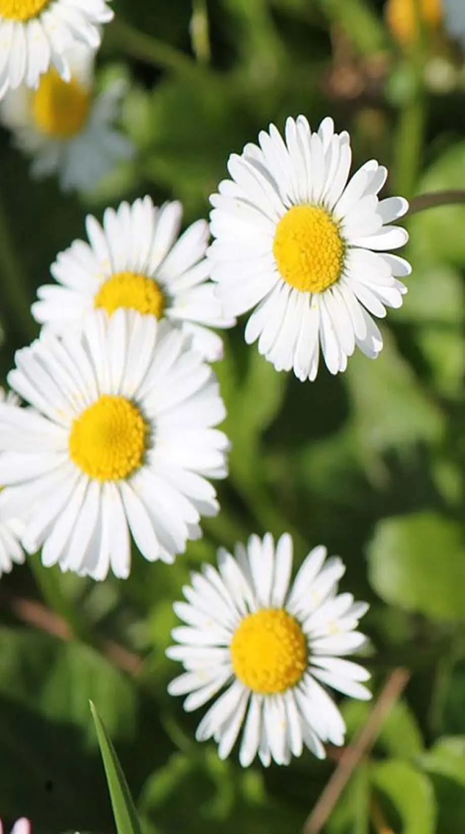 Dasies Camomiles Summer Great Wallpaper picture