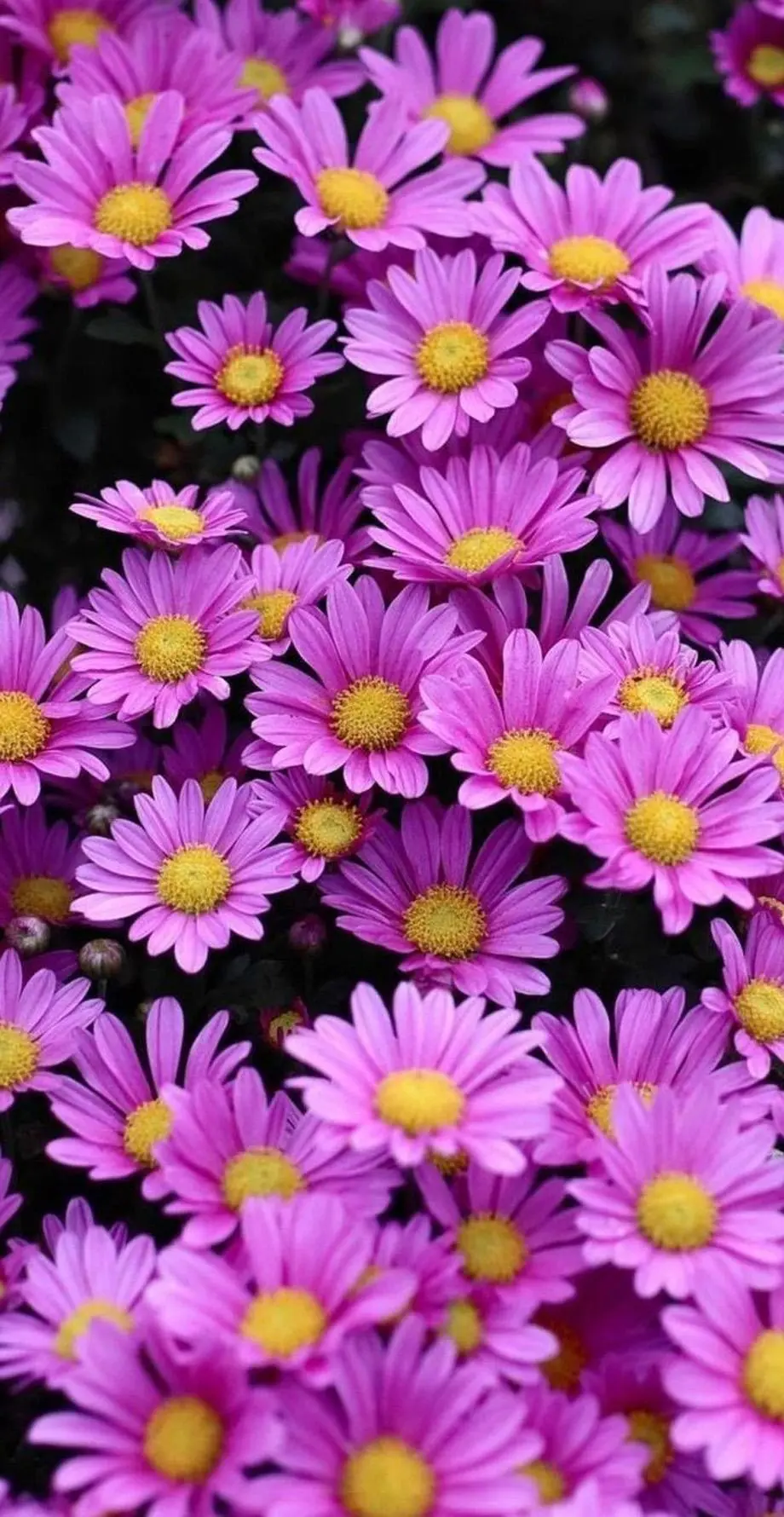 Dasies Purple Stylish Nice Wallpaper Digital screen image, new phone background, iPhone 15 Plus wallpaper background, i Phone x wallpaper, Galaxy S24 Ultra wallpaper background, Samsung galaxy s22 ultra wallpaper background, ZTE wallpaper background, for desktop, for PC, for computer