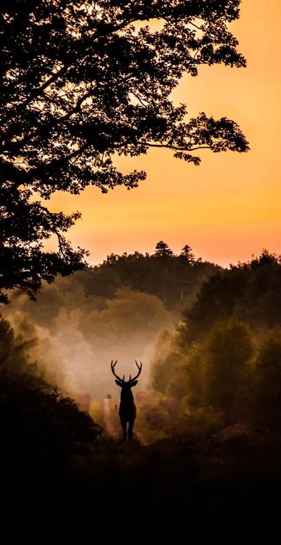 Deer Hunting  Great Wallpaper background