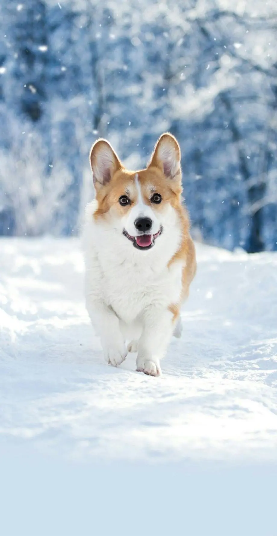 Dog Corgi Cute Beautiful Wallpaper