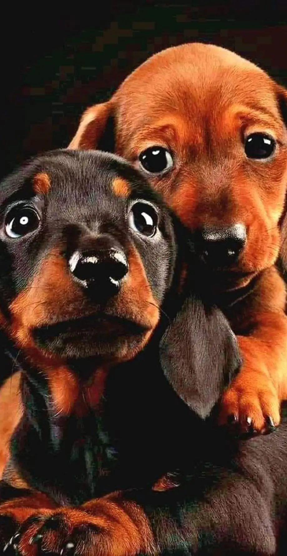 Dog Dachshund Photo Wonderful Background