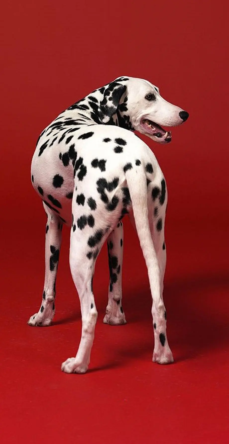 Dog Dalmatian Gallery Top Background