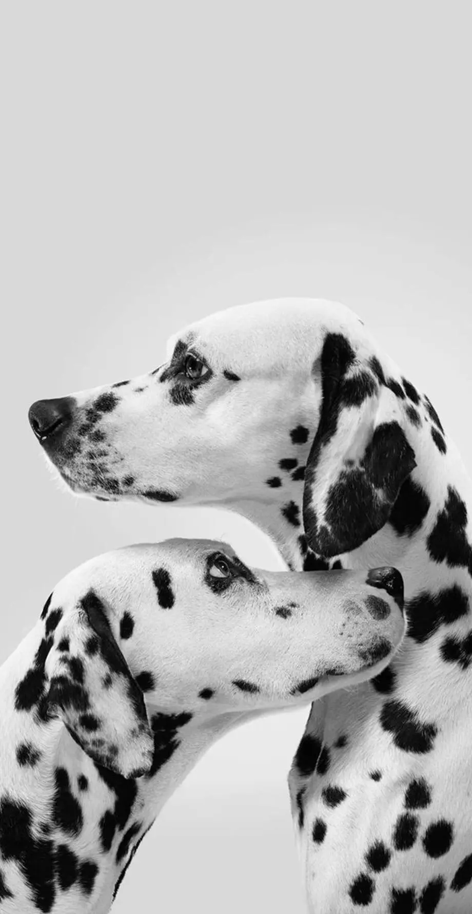 Dog Dalmatian Pretty Cool Background Screen image, new phone background, i Phone 14 pro max  wallpaper, i Phone 15 Pro wallpaper background, Samsung galaxy s22 wallpaper background, Galaxy S24 Ultra wallpaper background, MEIZU wallpaper background for desktop, for PC, for computer