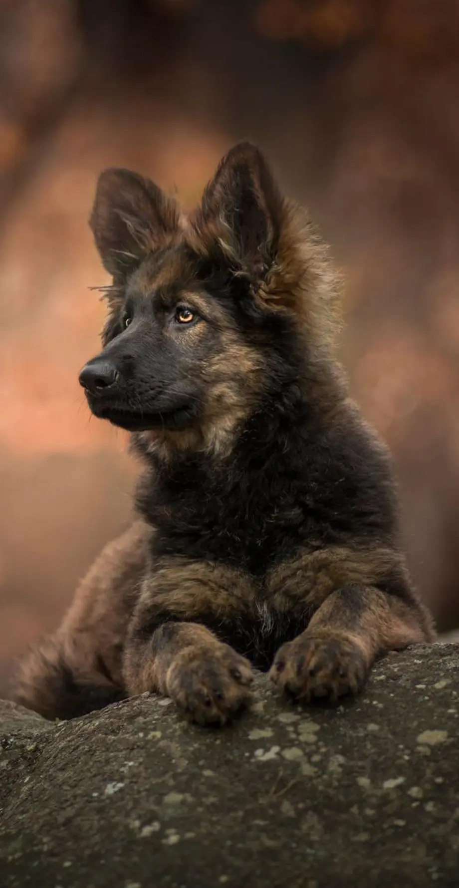 Dog GSD Beautiful Awesome Background