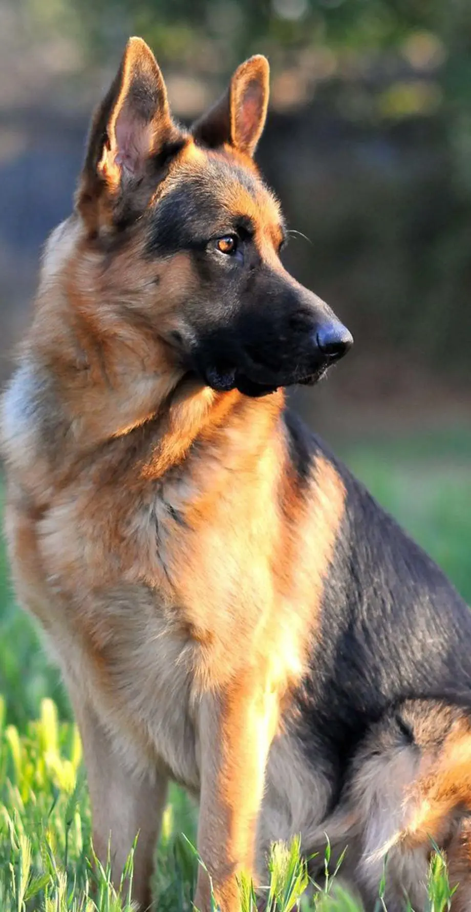 Dog German Shepherd Aesthetic Excellent Wallpaper idea