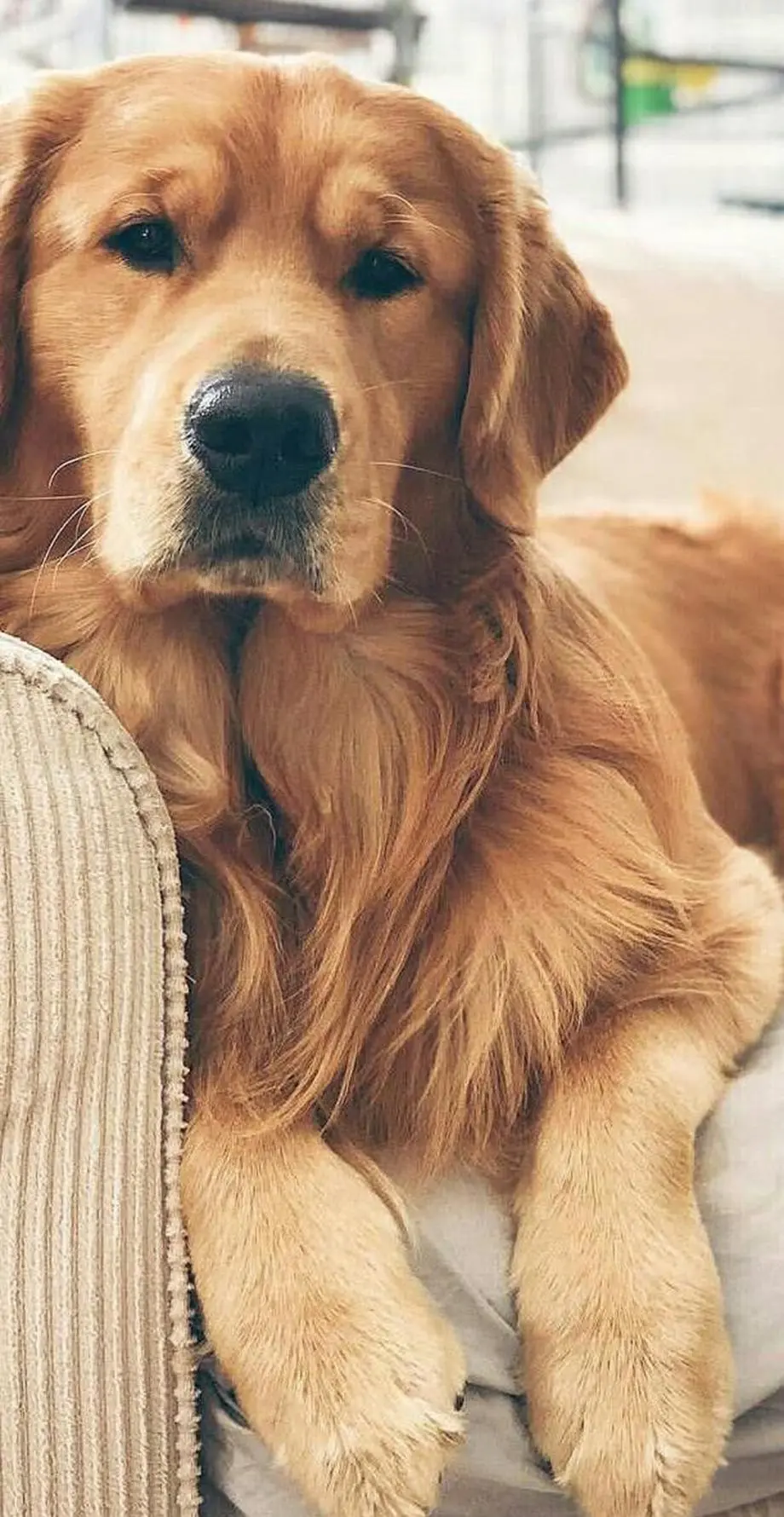 Dog Golden Retriever Android Amazing Wallpaper background